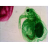 Набор готовых микропрепаратов LEVENHUK N18 NG 29276